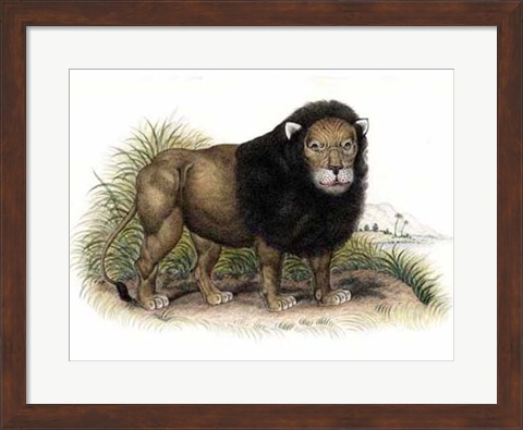Framed Lion from India I I Print