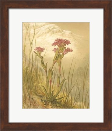 Framed Alpine Florals II Print