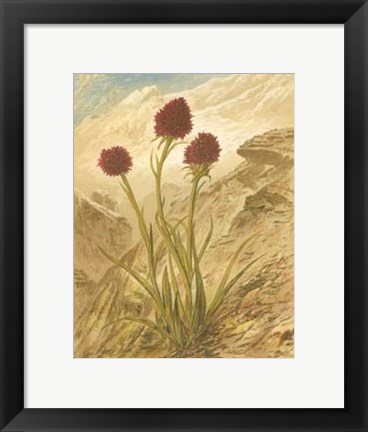 Framed Alpine Florals IV Print