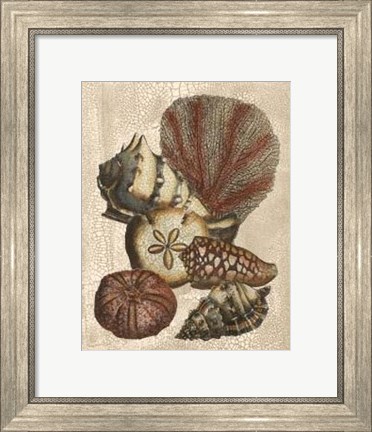 Framed Crackled Shell and Coral Collection on Cream II Print