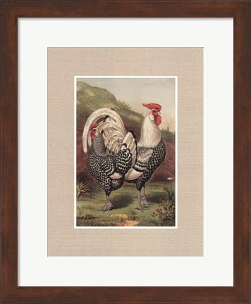 Framed Cassell&#39;s Roosters with Mat III Print