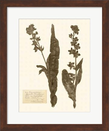 Framed Pressed Flower Study IV Print