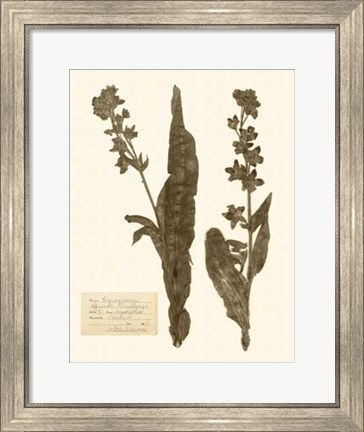 Framed Pressed Flower Study IV Print
