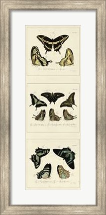 Framed Antique Butterfly Panel II Print