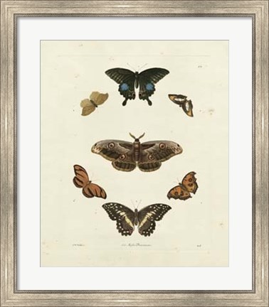 Framed Butterflies III Print