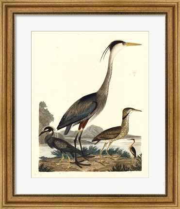 Framed Heron Family I Print