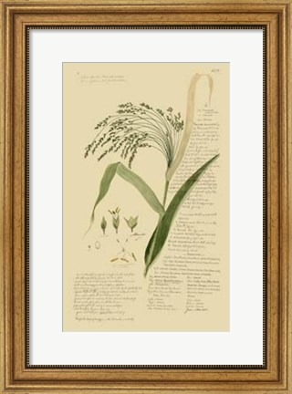 Framed Descubes Ornamental Grasses V Print