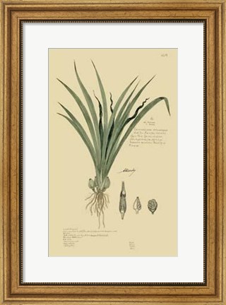 Framed Descubes Tropical Grasses III Print
