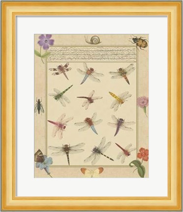 Framed Dragonfly Manuscript II Print