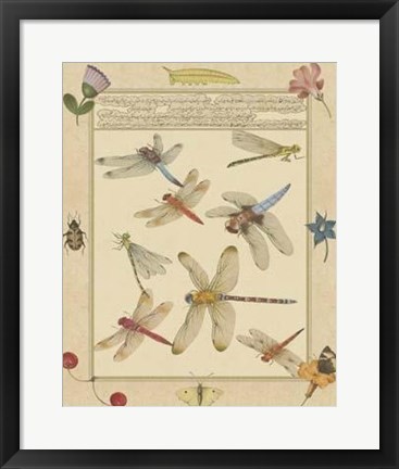 Framed Dragonfly Manuscript IV Print