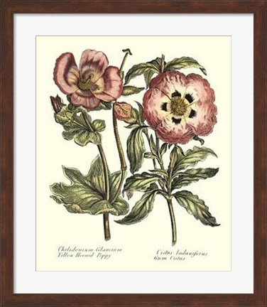 Framed Framboise Floral IV Print