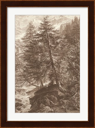 Framed Sepia Larch Tree Print