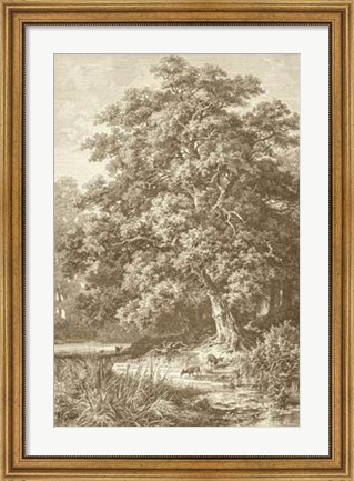 Framed Sepia Oak Tree Print