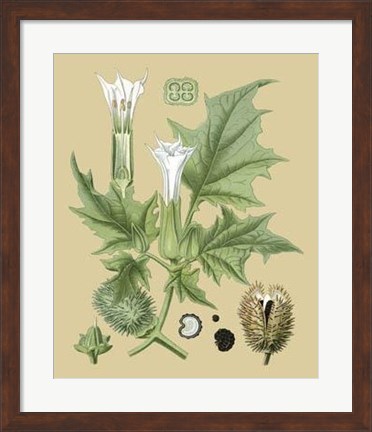 Framed Ivory Blooms II Print