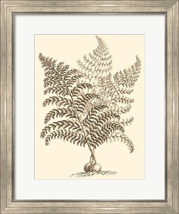 Framed Sepia Munting Foliage VI Print