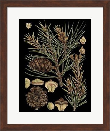 Framed Dramatic Conifers II Print