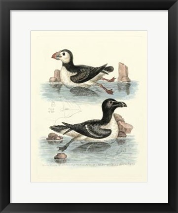 Framed Aquatic Birds II Print