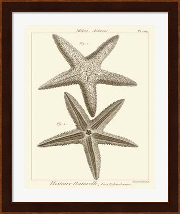 Framed Striking Starfish I Print