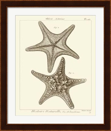 Framed Striking Starfish II Print