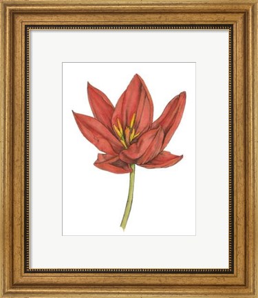 Framed Tulip Beauty IV Print