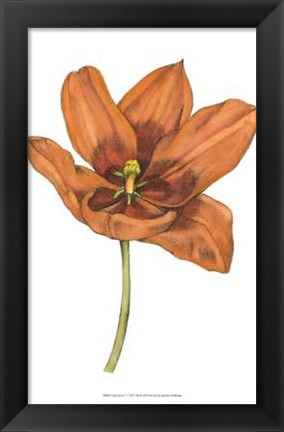 Framed Tulip Beauty V Print
