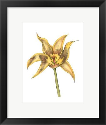 Framed Tulip Beauty VI Print