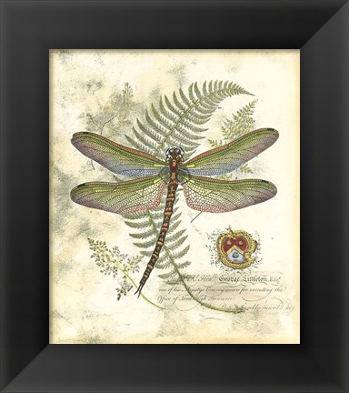 Framed Mini Regal Dragonfly I Print