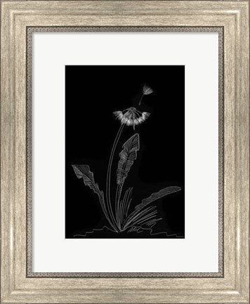 Framed Dandelion Garden II Print