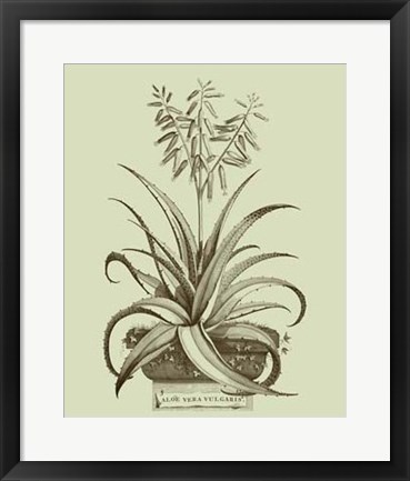 Framed Vintage Aloe II Print