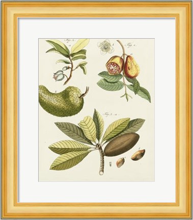 Framed Breadfruit Print