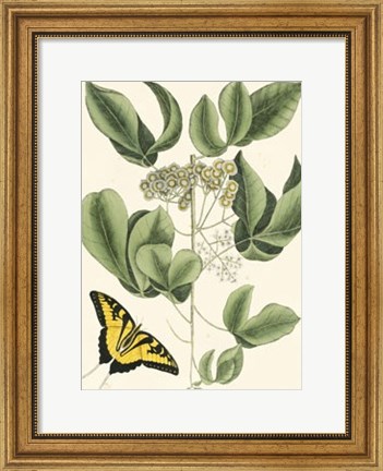 Framed Butterfly and Botanical II Print