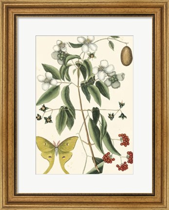 Framed Butterfly and Botanical III Print