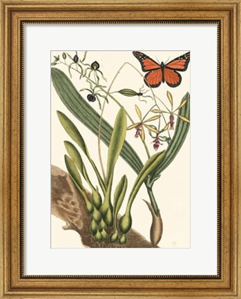 Framed Butterfly and Botanical IV Print