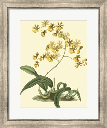 Framed Antique Orchid Study I Print