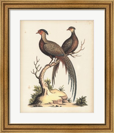 Framed Regal Pheasants II Print