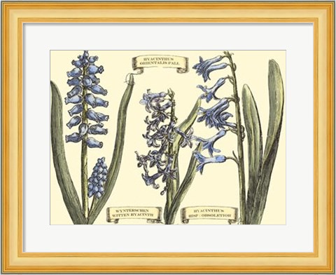 Framed Hyacinth in Bloom Print