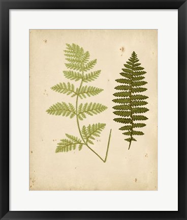 Framed Cottage Ferns III Print