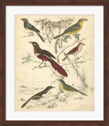 Framed Avian Habitat IV Print