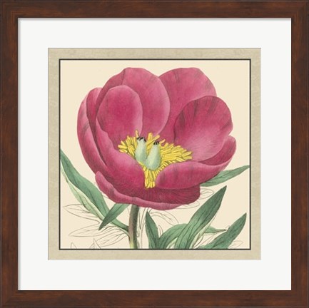 Framed Peony Collection I Print