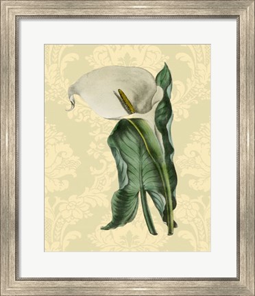 Framed Calla with background (A) Print