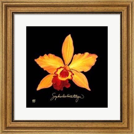 Framed Vivid Orchid VI Print