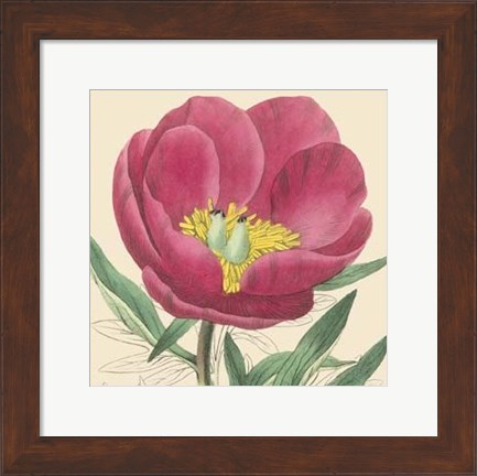 Framed Small Peony Collection I (P) Print