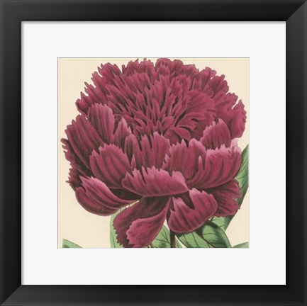 Framed Small Peony Collection V (P) Print