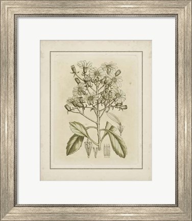 Framed Small Tinted Botanical I (P) Print