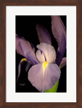 Framed Small Sweet Iris II (U) Print