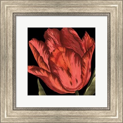 Framed Mini Transitional Tulip II Print
