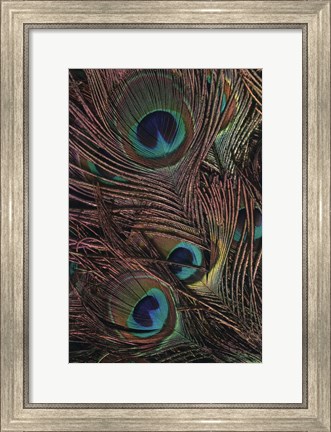 Framed Peacock Feathers IV Print