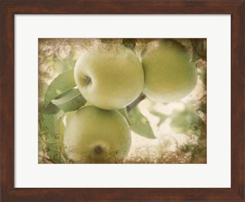 Framed Vintage Apples II Print