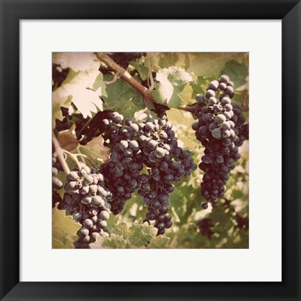 Framed Vintage Grape Vines I Print