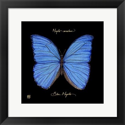 Framed Striking Butterfly I Print